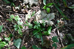 Galium maximowiczii