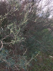 Erica arborea