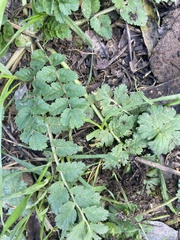 Erodium moschatum
