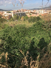 Erica arborea