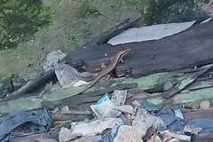 Eutropis multifasciata