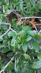 Tabernaemontana catharinensis