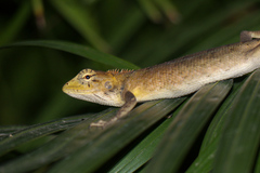 Calotes versicolor