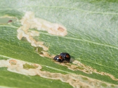 Serangium maculigerum