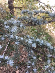 Cedrus