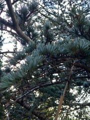 Cedrus