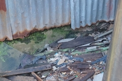 Eutropis multifasciata