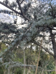 Cedrus atlantica