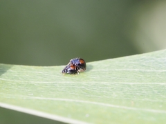 Serangium maculigerum
