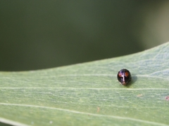 Serangium maculigerum
