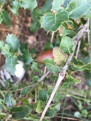 Quercus coccifera