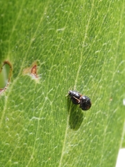 Serangium maculigerum