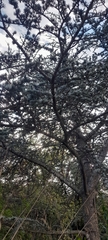 Cedrus atlantica