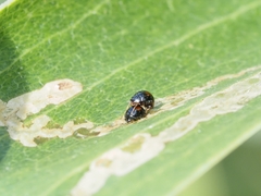 Serangium maculigerum