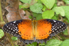 Cethosia biblis