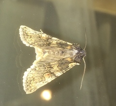 Lithophane consocia