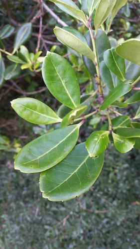 Image of Ilex theezans by (c) JG, some rights reserved (CC BY)
