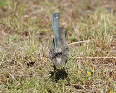 Malurus splendens splendens