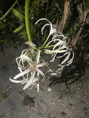 Crinum americanum