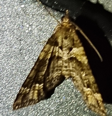 Crasilogia gressitti