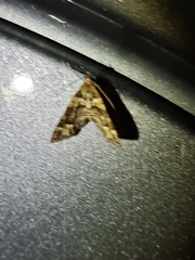 Crasilogia gressitti