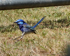 Malurus splendens splendens