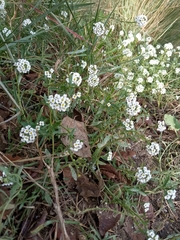 Lobularia maritima