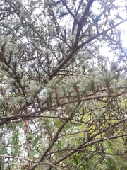 Cedrus