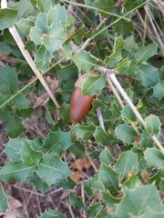 Quercus coccifera