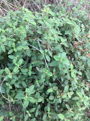 Magnoliopsida