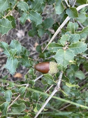 Quercus coccifera