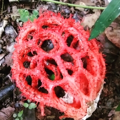 Clathrus cristatus