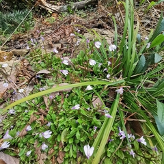 Mazus miquelii