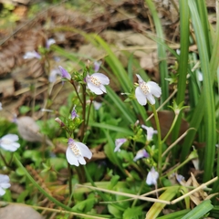 Mazus miquelii