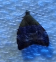 Choreutis