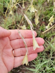Dierama argyreum