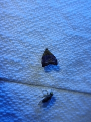 Choreutis