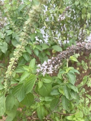 Ocimum