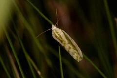 Earias huegeliana