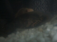 Astronotus ocellatus