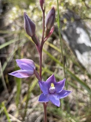 Thelymitra alpina