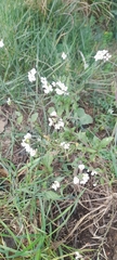Diplotaxis erucoides