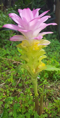 Curcuma