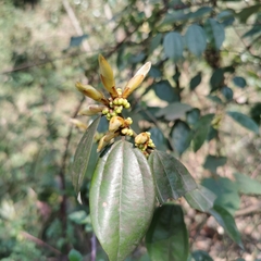 Lindera aggregata