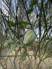 Araujia sericifera