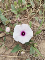 Ipomoea crassipes