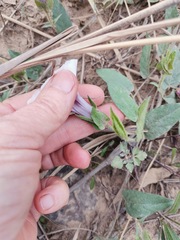 Ipomoea crassipes