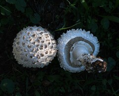 Saproamanita vittadinii