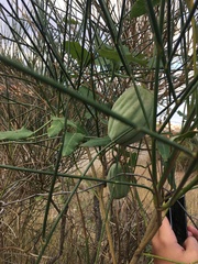 Araujia sericifera