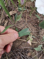 Ipomoea crassipes
